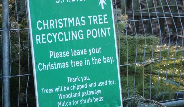 Christmas_Tree_Recycling_-_geograph.org.uk_-_1128546